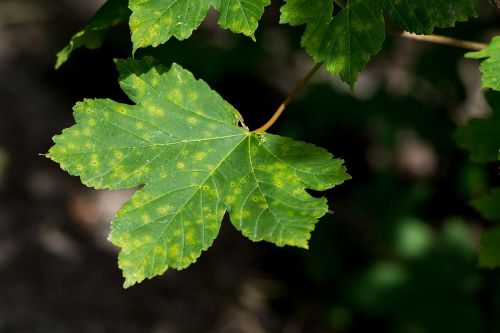 leaf green green leaf