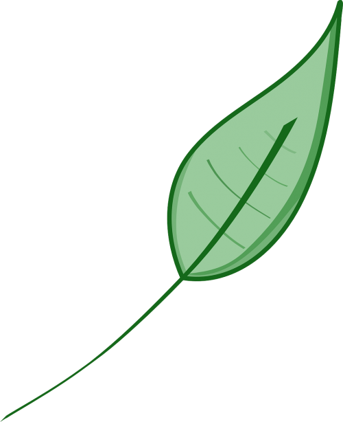 leaf nature green