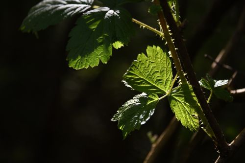 leaf green sunlit