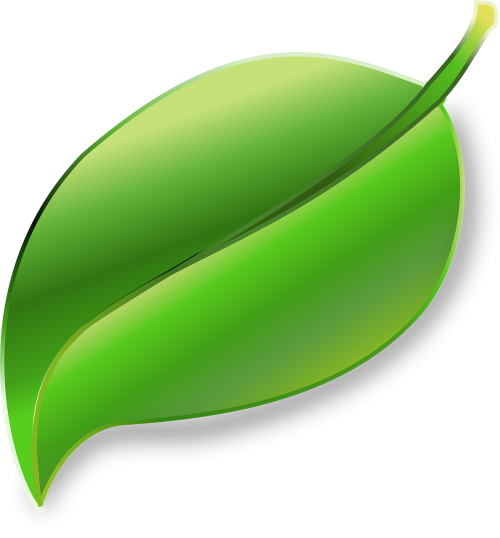 leaf plant ecology