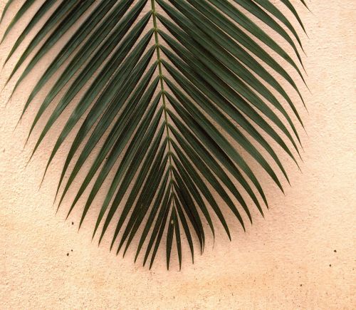 leaf green palm leaf