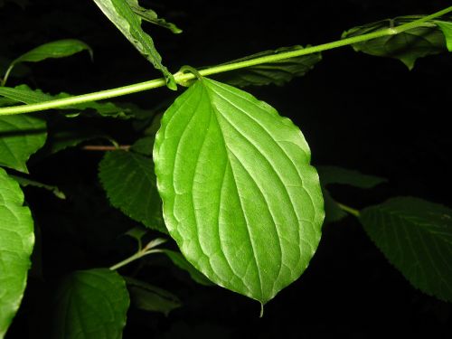 leaf dark nature