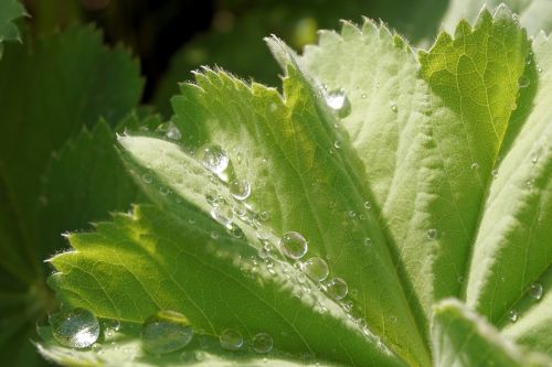 leaf drip water