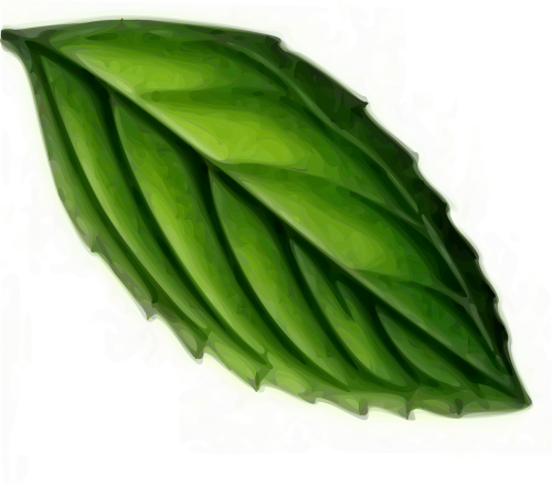 leaf mint plant