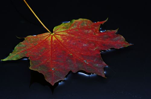 leaf autumn leaf colorful