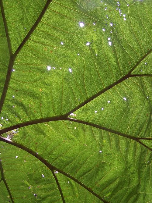 big leaf rainforest holes