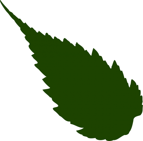 leaf foliage greenery
