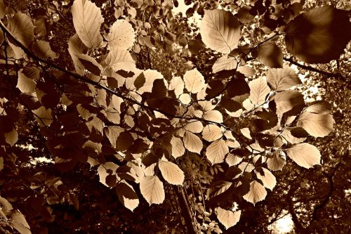 leaf foliage sunlight