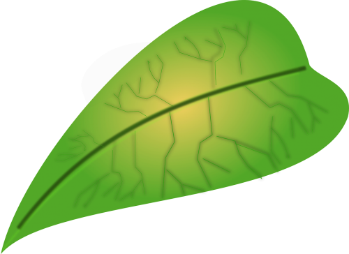 leaf biology green