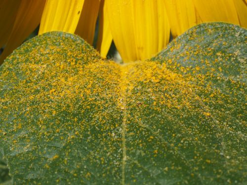 leaf pollen sunflower leaf
