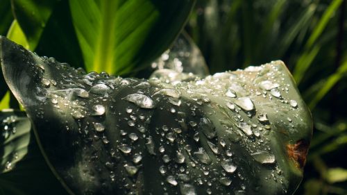leaf drop of water dew
