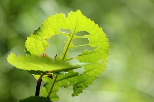 leaf tree green