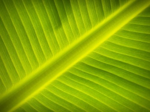 leaf background lines