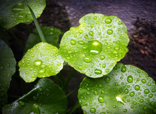 leaf water green