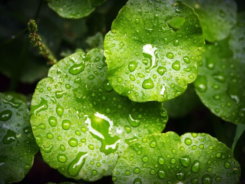 leaf water green