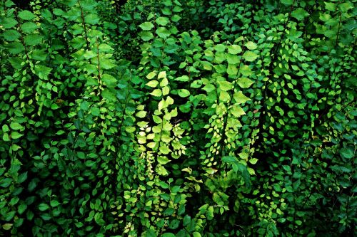 leaf foliage plants