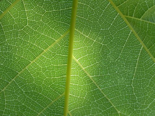 leaf plant background ramifications