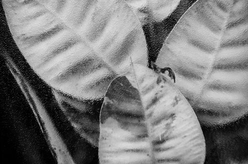 leaf plant black and white