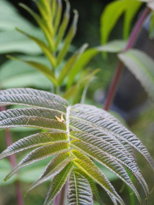 leaf nature tree