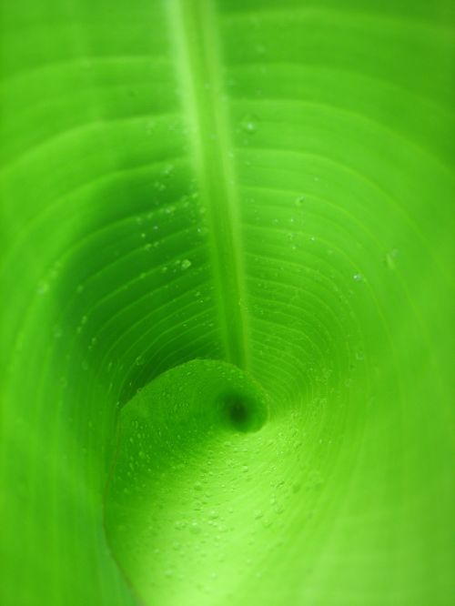 leaf green banana leaf