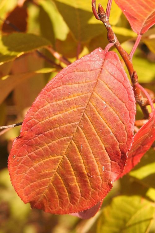 leaf colorful-leaf fall color