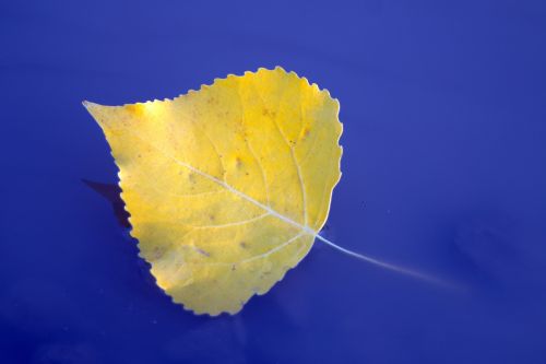 leaf feather yellow