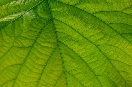 leaf great nature