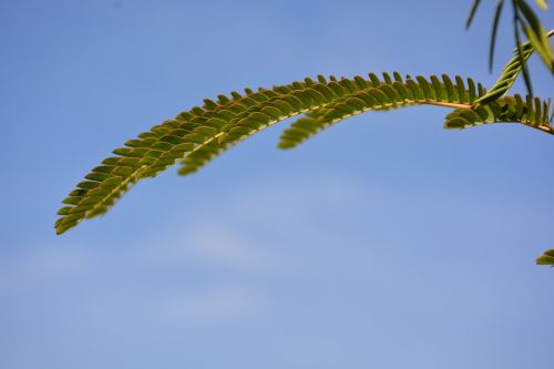leaf twig sky