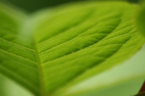 leaf macro bush