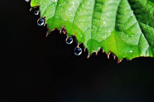 leaf drops rain drops