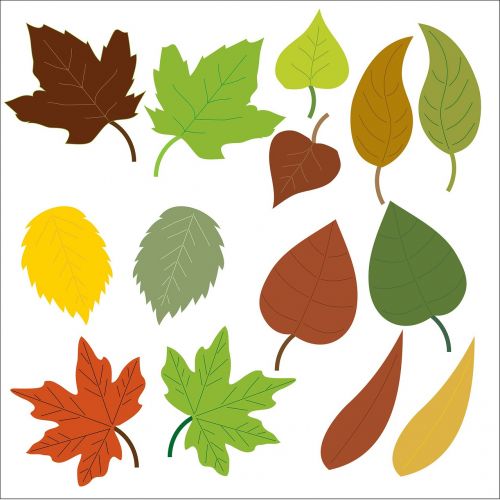 leaf leaves oak