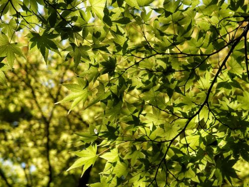 leaf maple leaves