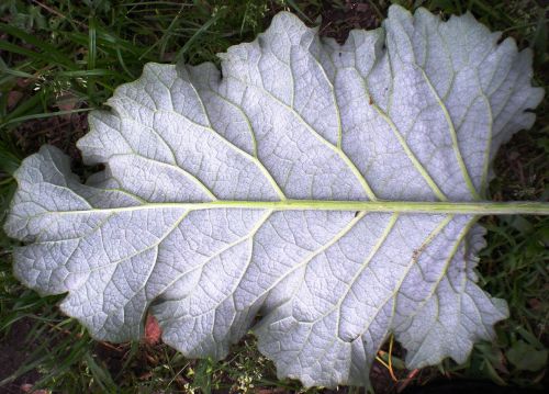 leaf nature fractal