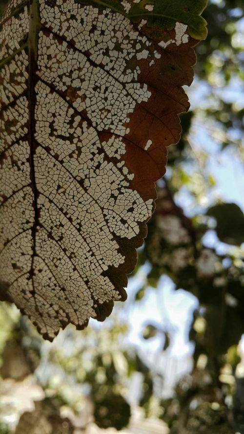 leaf tree white