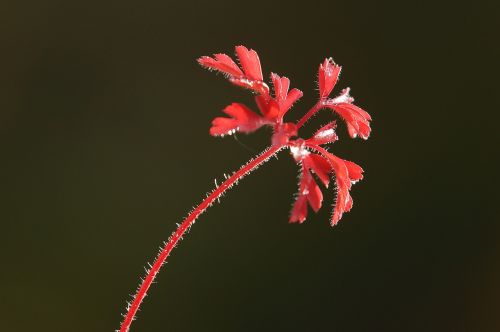 leaf rossa grass