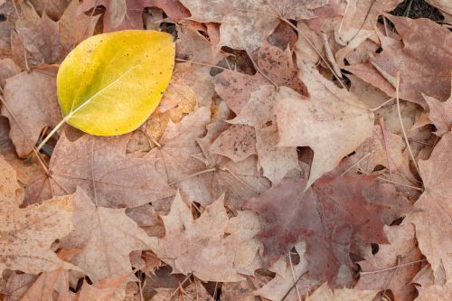 leaf yellow autumn