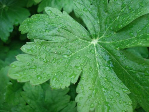 leaf rain nature