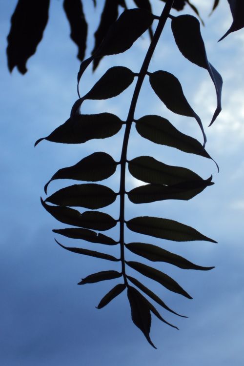 leaf plant natural