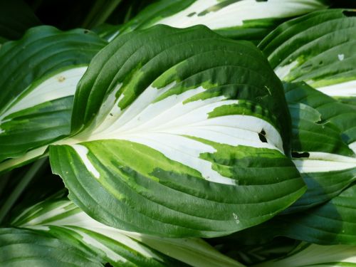 leaf green white