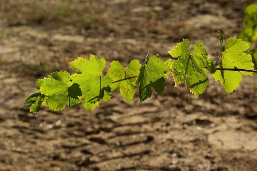 leaf vine vineyard