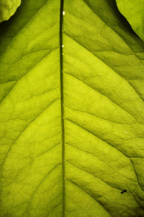 leaf tropical close-up