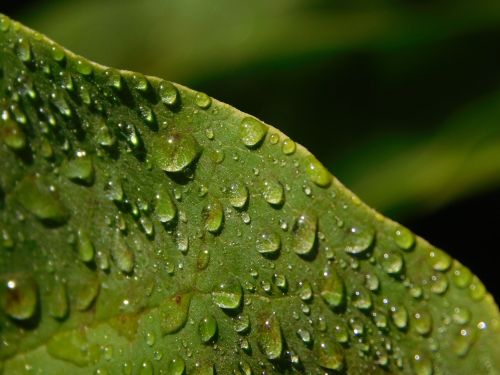 leaf drop of water raindrop