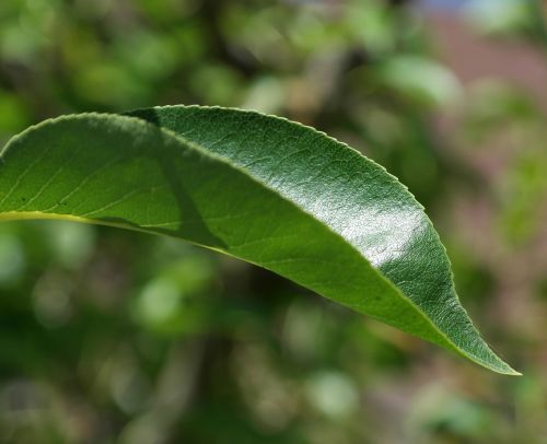 leaf green tree