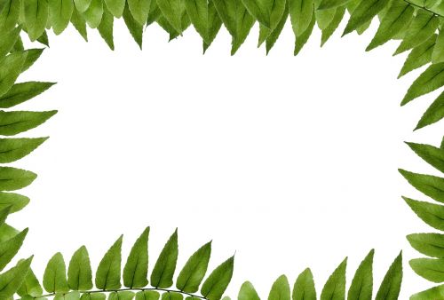 leaf green polypody