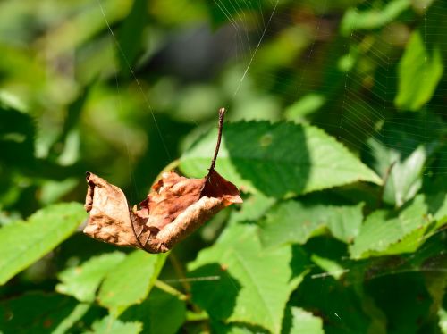 leaf autumn cobweb