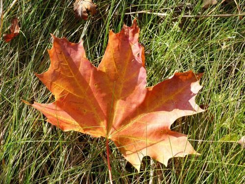 leaf maple autumn