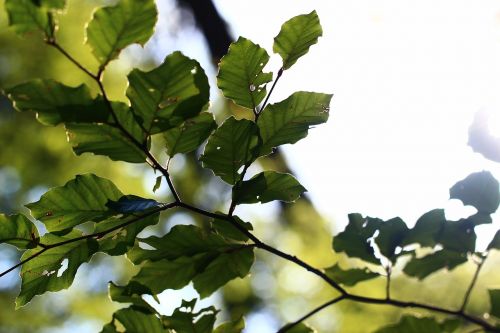 leaf back light summer