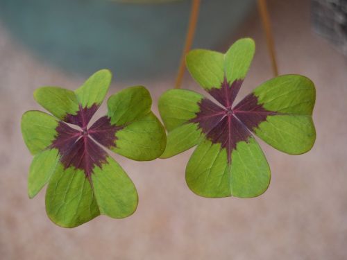 leaf clover oxalis