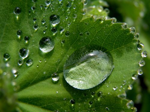 leaf detail raindrop