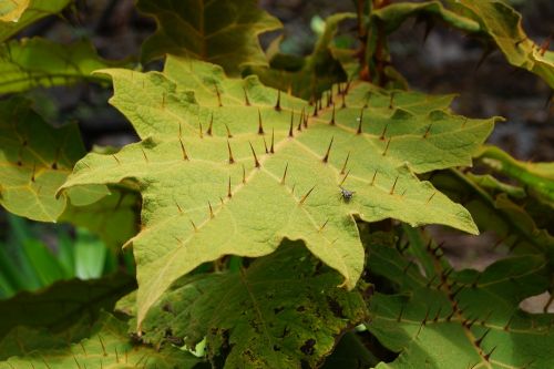 leaf thorns nature
